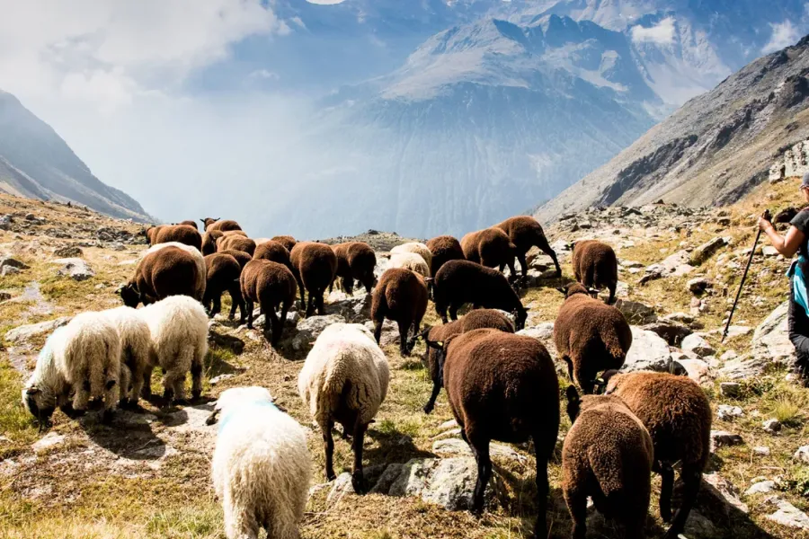 Transhumance