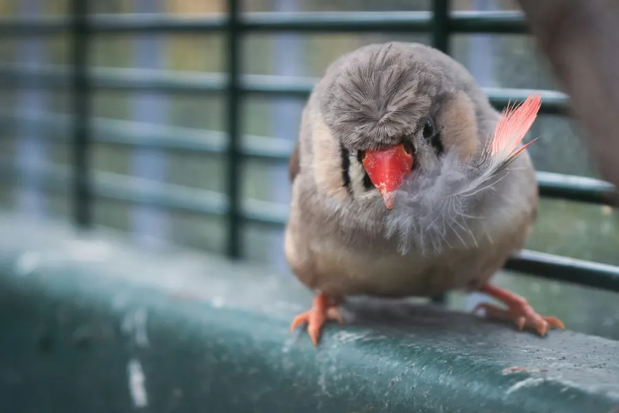 Zebra finches