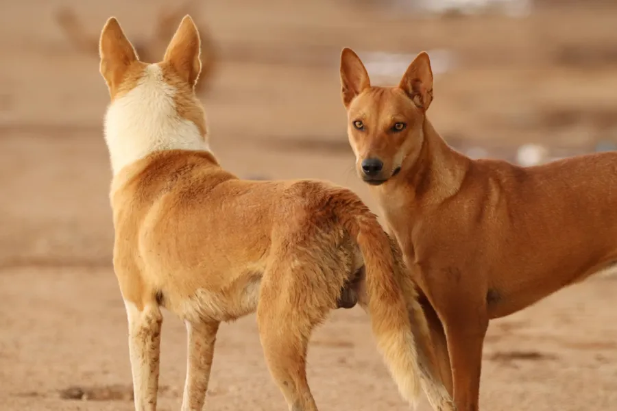 The dingo debate