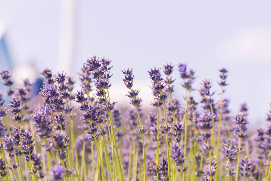 Scented plants