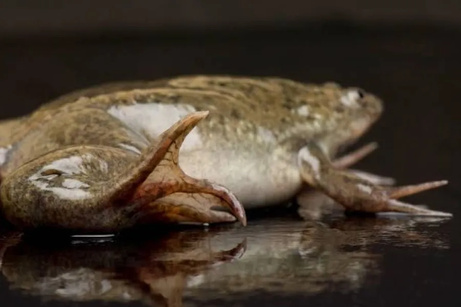The Africa clawed frog (Xenopus laevis) - IELTS Listening with Practice test, Audio, Transcript, And Explanation