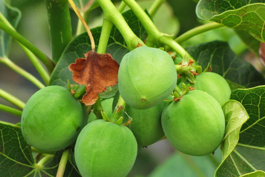 Jatropha : a new biofuel - IELTS Listening with Practice test, Audio, Transcript, And Explanation
