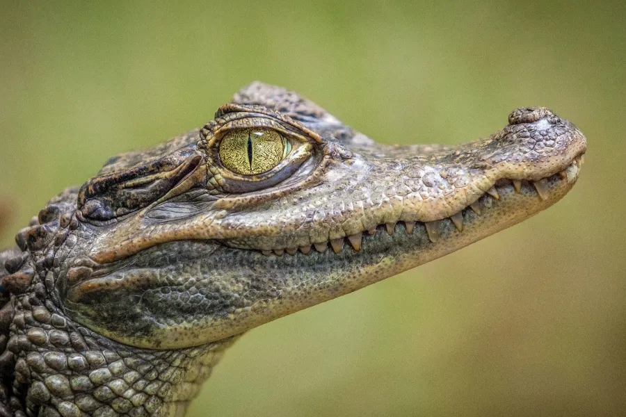 Crocodile Study - IELTS Listening with Practice test, Audio, Transcript, And Explanation