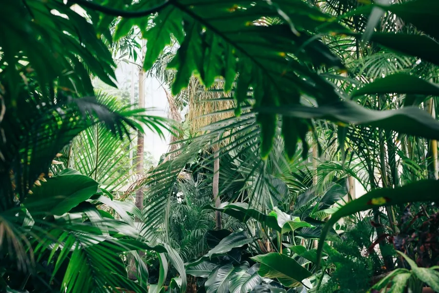 War of the plants - IELTS Reading with Practice Test, Answers And Explanation