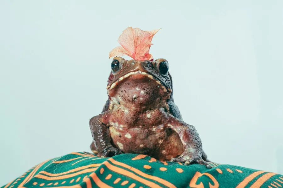 Australia’s Cane Toad Problem - IELTS Reading with Practice Test, Answers And Explanation