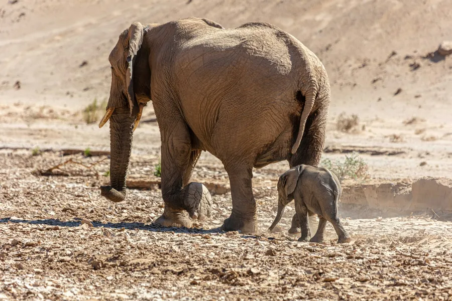 The discovery of a baby mammoth - IELTS Reading with Practice Test, Answers And Explanation