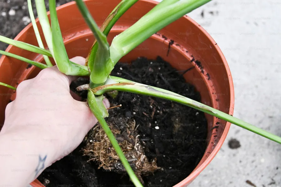 How plants fight back