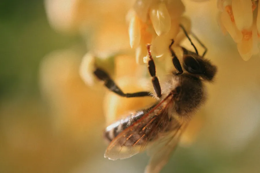 To bee or not to bee?