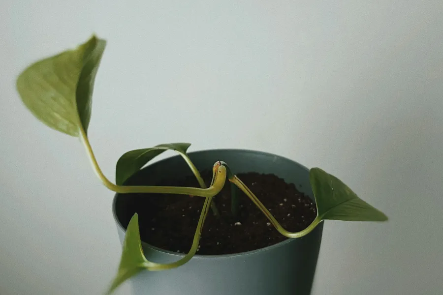 Growing more for less