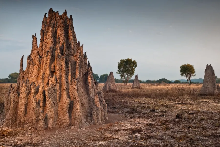 Termite mounds