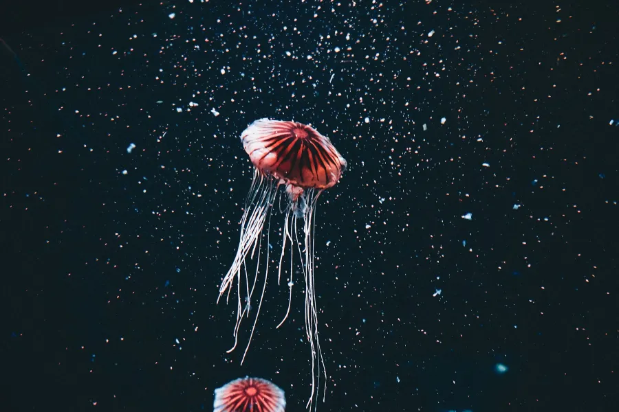 Jellyfish – the dominant species