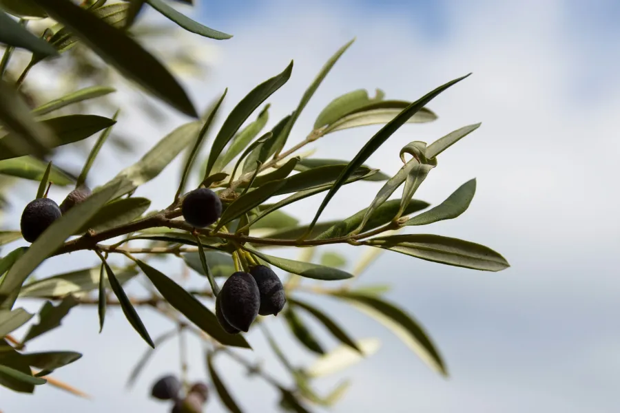 The early history of olive oil
