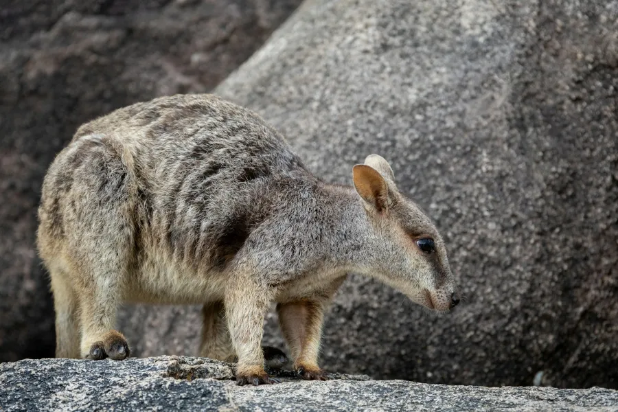 Australia's megafauna controversy