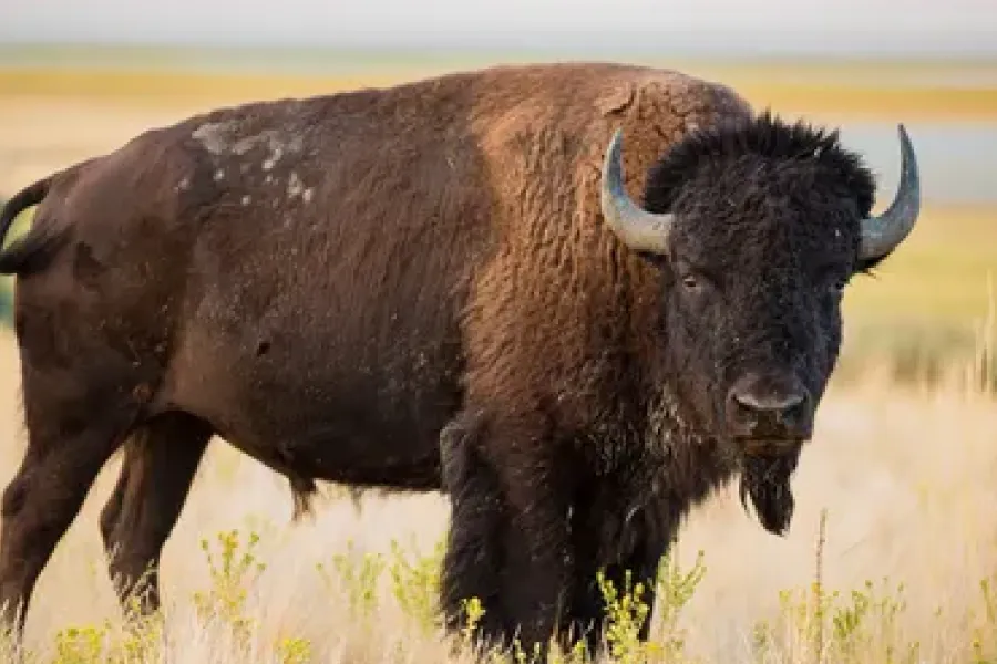 Bovids
