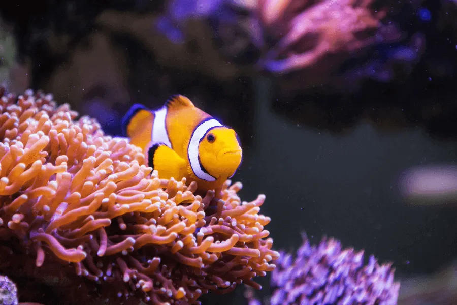 The economic importance of coral reefs - IELTS Reading with Practice Test, Answers And Explanation