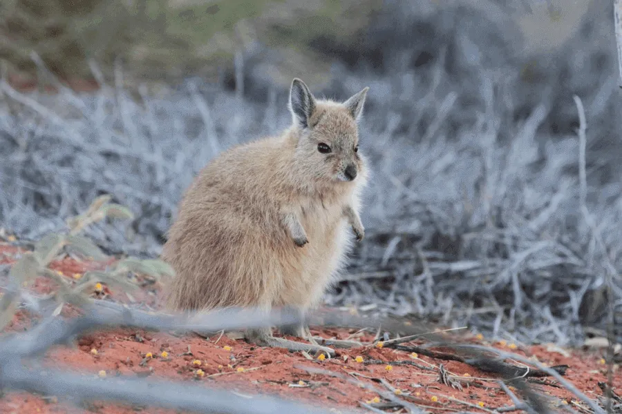 The rufous hare-wallaby - IELTS Reading with Practice Test, Answers And Explanation