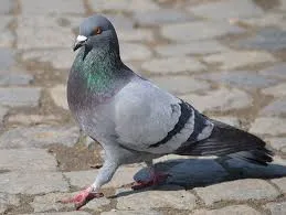 Research on Pigeons for Environmental Studies Presentation