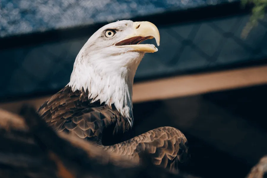 Nature on display in American zoos - IELTS Reading with Practice Test, Answers And Explanation