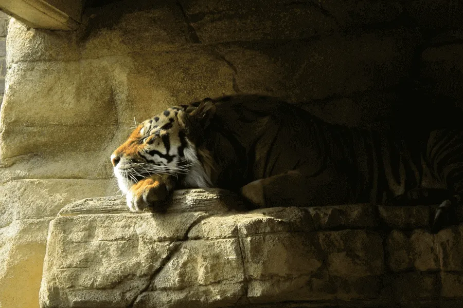 Why are so few tigers man-eaters? - IELTS Reading with Practice Test, Answers And Explanation