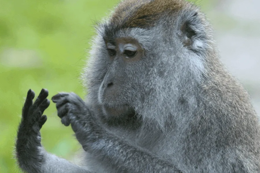 Can animals count - IELTS Reading with Practice Test, Answers And Explanation