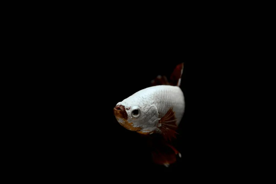 The deep sea - IELTS Reading with Practice Test, Answers And Explanation