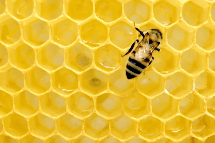 Secrets of the swarm - IELTS Reading with Practice Test, Answers And Explanation