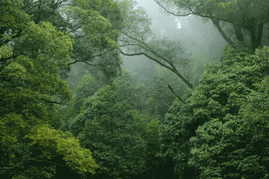 The accidental rainforest - IELTS Reading with Practice Test, Answers And Explanation
