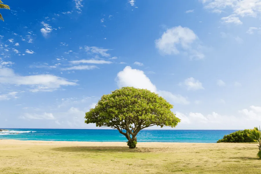 Trees in trouble - IELTS Reading with Practice Test, Answers And Explanation