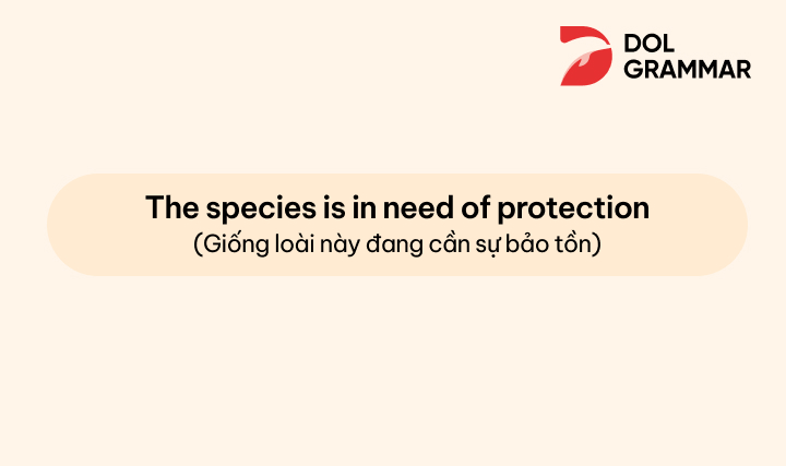 cách dùng cấu trúc need