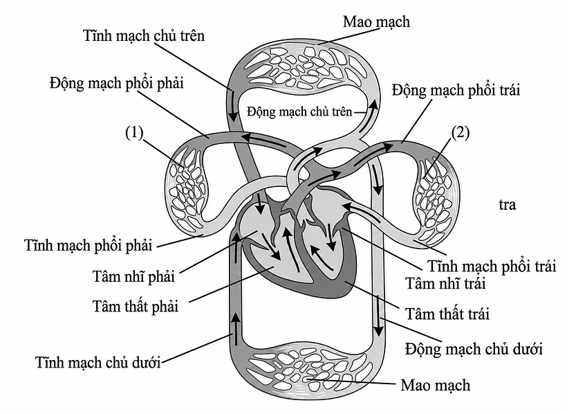 Hình bên dưới mô tả vòng tuần hoàn máu ở người.