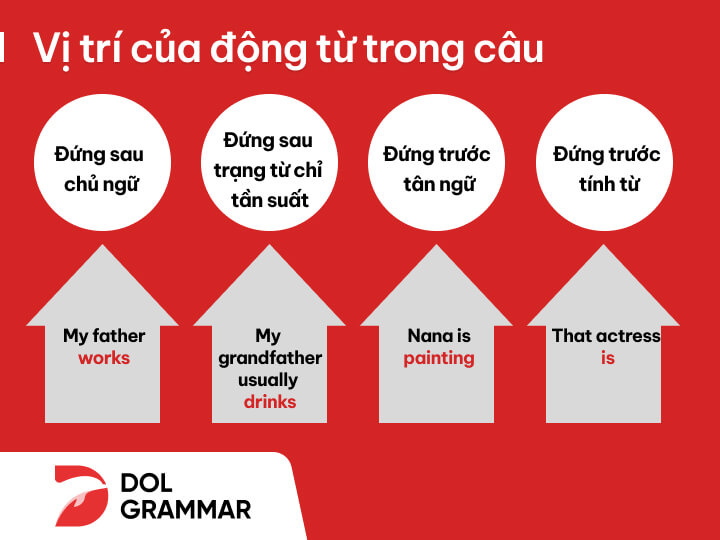 vị trí động từ verb